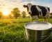 Fresh milk bucket with cow in green farm at sunrise