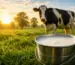 Fresh milk bucket with cow in green farm at sunrise